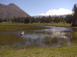 Mount Shasta and Black Buttte